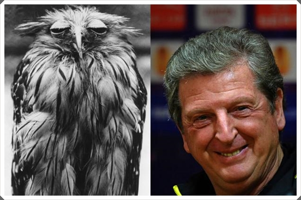 lookalikes-van-hodgson