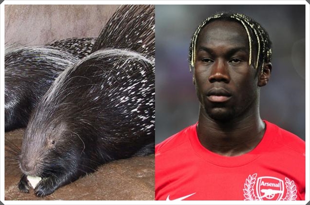 lookalikes-van-sagna